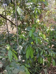 Calophyllum brasiliense