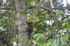 Callithrix flaviceps