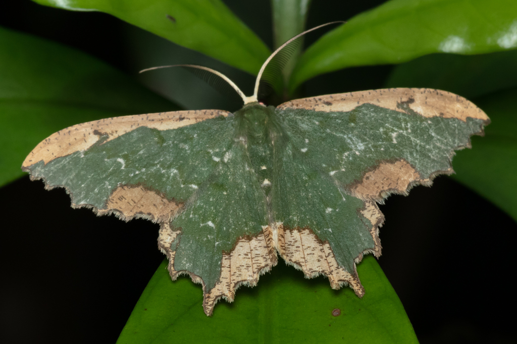 Maxates coelataria