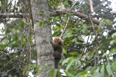 Callithrix flaviceps