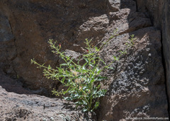 Scrophularia desertorum