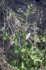 Scrophularia desertorum