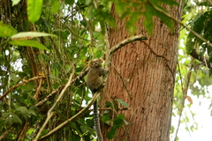 Callithrix flaviceps