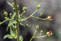 Scrophularia desertorum