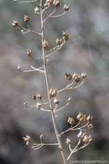 Scrophularia desertorum
