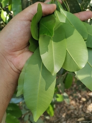 Calophyllum brasiliense