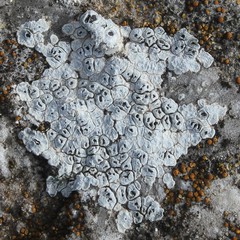 Circinaria hoffmanniana