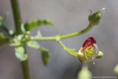 Scrophularia desertorum
