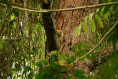 Callithrix flaviceps