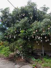Mangifera indica