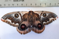 Polythysana cinerascens