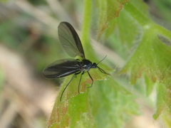 Sciara hemerobioides