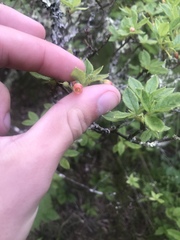 Rhododendron pilosum