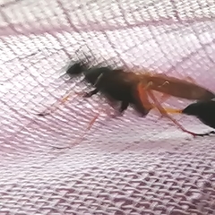 Sceliphron coromandelicum