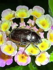 Anomala antiqua