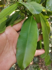 Calophyllum brasiliense