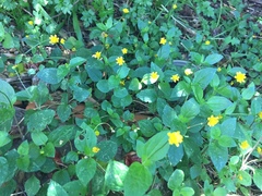 Acmella oppositifolia