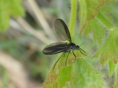 Sciara hemerobioides