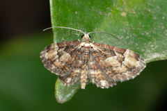 Gymnoscelis deleta