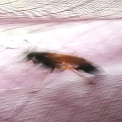 Sceliphron coromandelicum