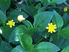 Acmella oppositifolia