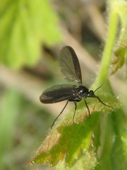 Sciara hemerobioides