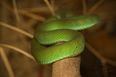 Trimeresurus macrops