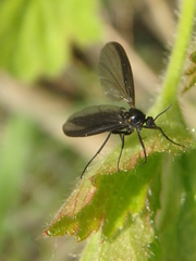 Sciara hemerobioides