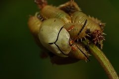 Paraselenis