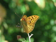 Argynnis pandora