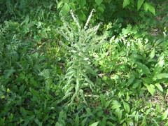 Cynoglossum officinale