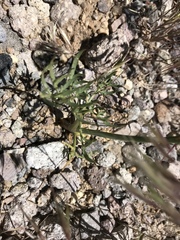 Perideridia bolanderi