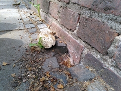 Fungi