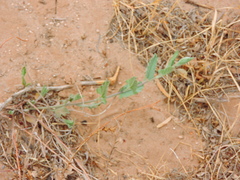 Convolvulus equitans