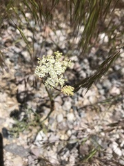 Perideridia bolanderi