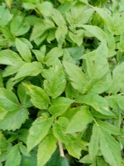 Aegopodium podagraria