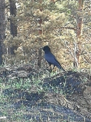 Corvus corone