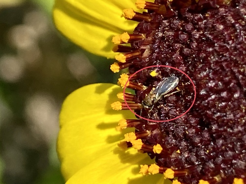 iNaturalist observation photo of Narrow-waisted Wasps, Ants, and Bees