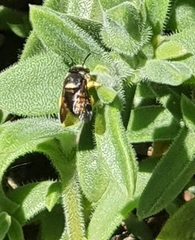 Pachyanthidium