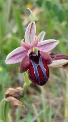 Ophrys sphegodes spruneri