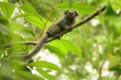 Callithrix flaviceps