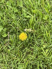 Taraxacum
