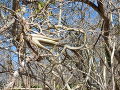 Tillandsia intermedia