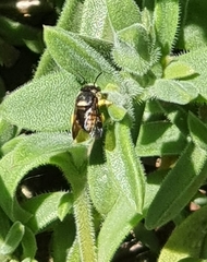 Pachyanthidium