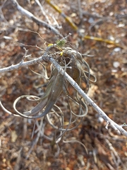 Tillandsia intermedia