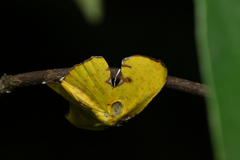 Corymica spatiosa