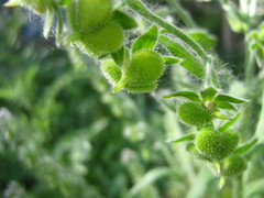 Cynoglossum officinale