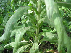 Cynoglossum officinale