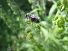Cynoglossum officinale