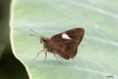Notocrypta paralysos